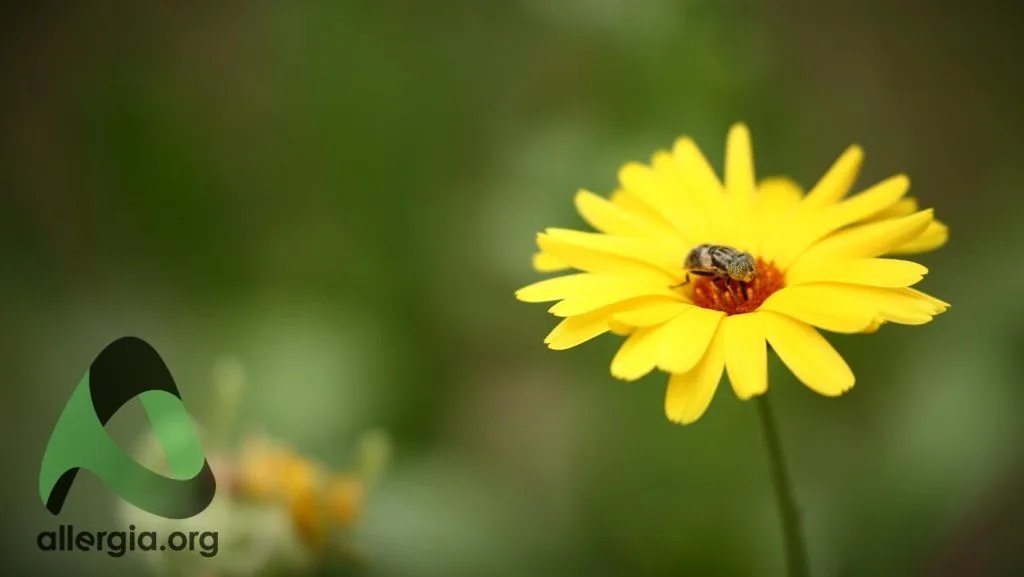 Insect allergy: allergic reactions to insect stings