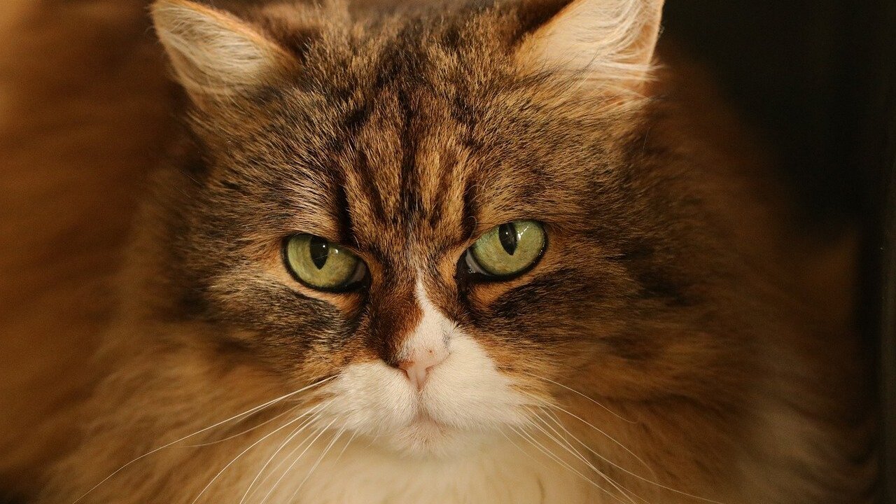 Pet allergy: allergy to cats and dogs
