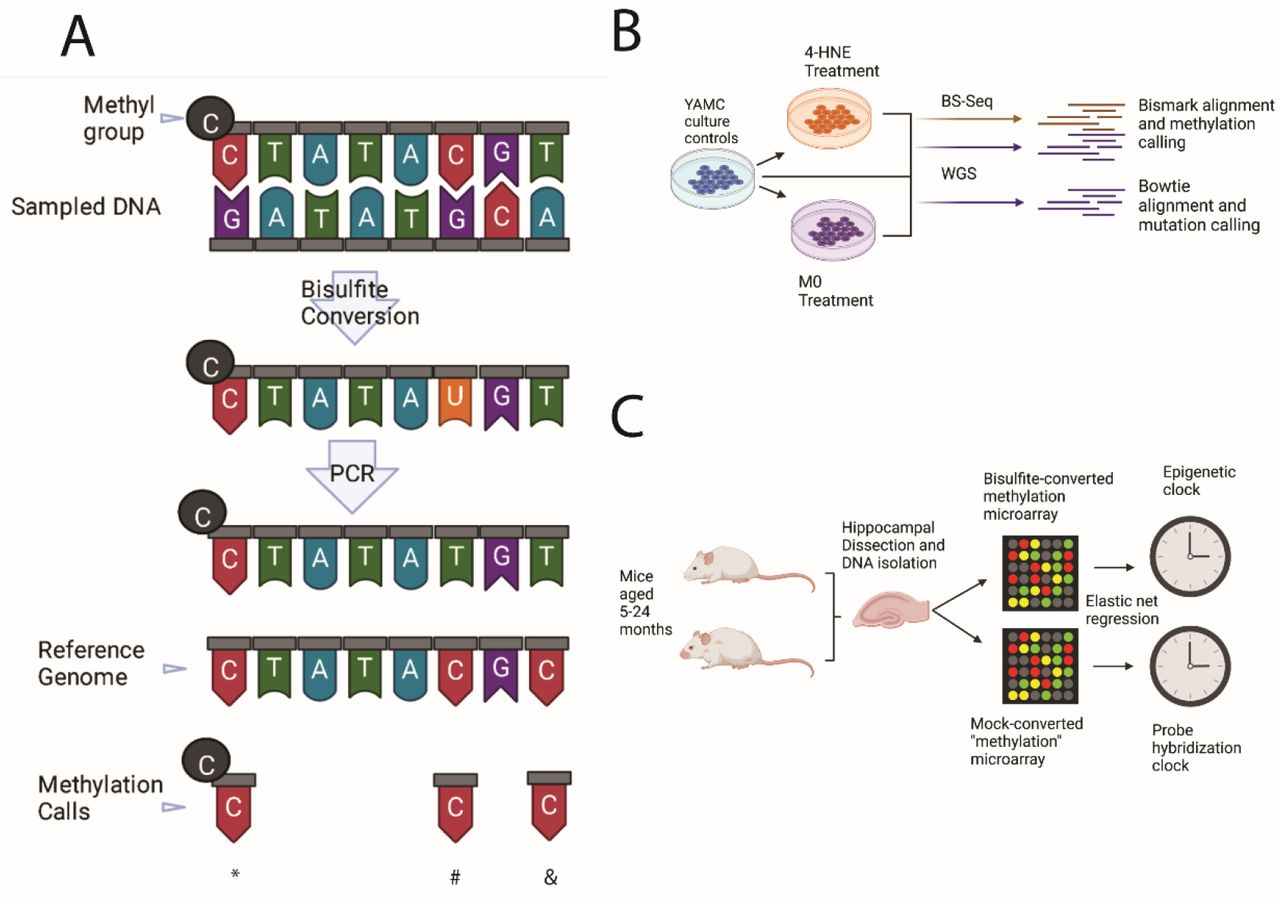 Epigenetic clocks and biological age: equipment for DNA methylation analysis