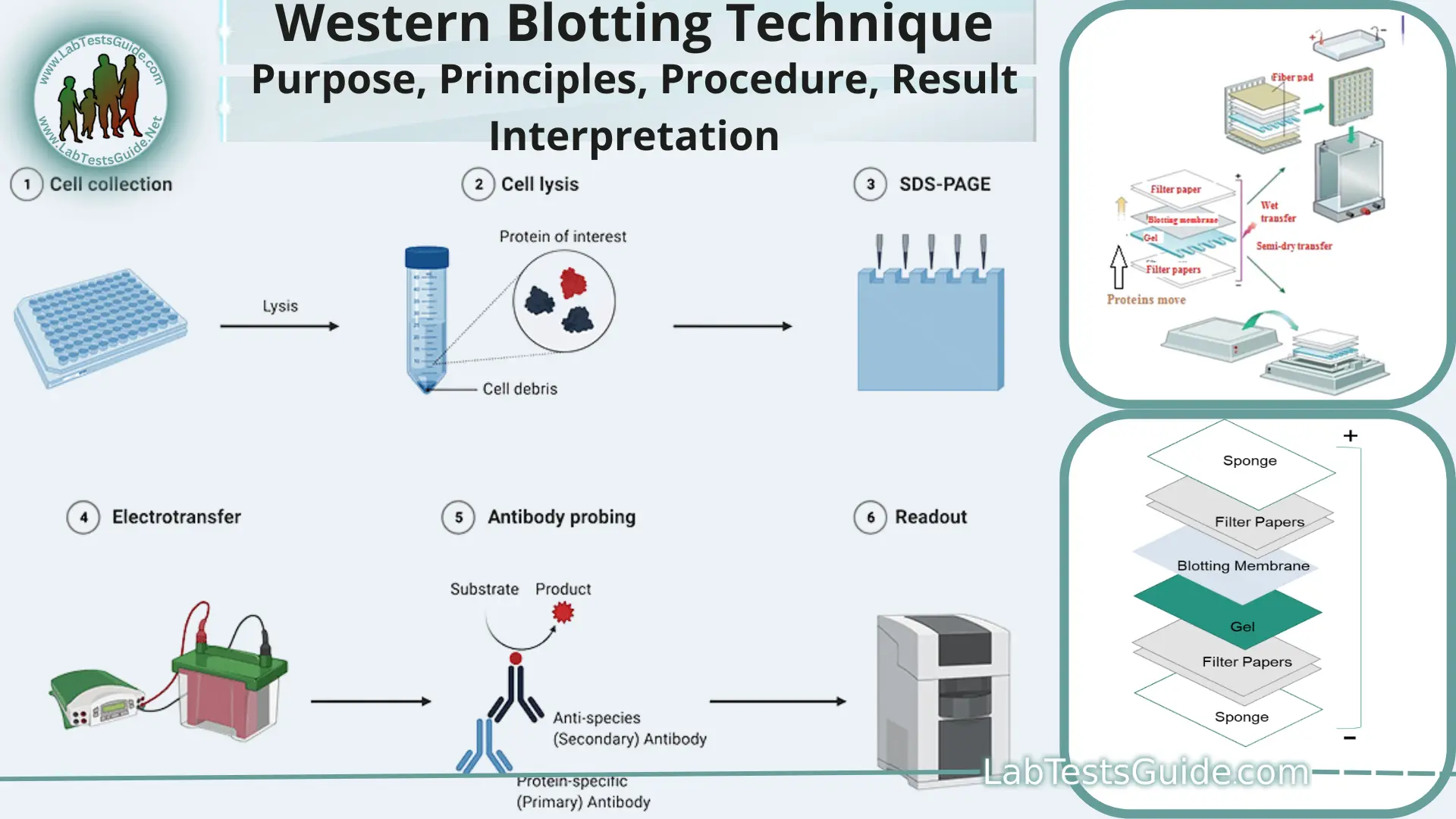 NAD+ metabolism and senolytics — laboratory assessment