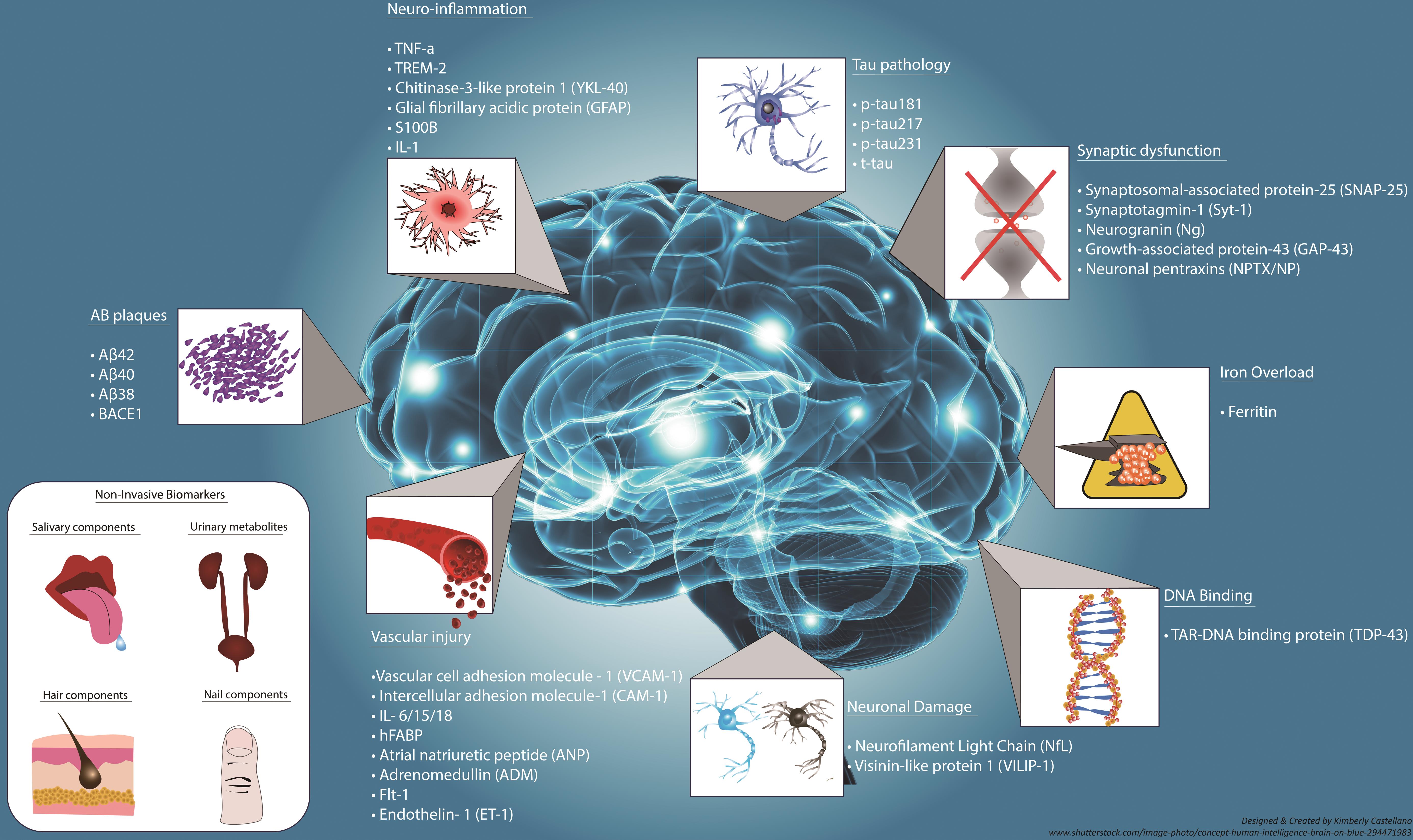Biomarkers for the early diagnosis of Alzheimer's and Parkinson's disease