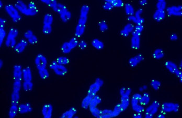 Telomeres and cellular aging: methods and equipment